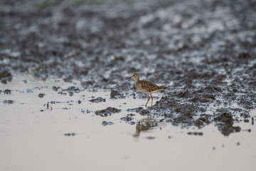 Birds are using long, tricky mouths living in Water field