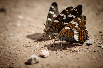 Fototapeta na wymiar insect butterfly