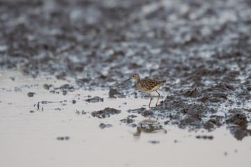 Birds are using long, tricky mouths living in Water field