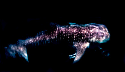 whaleshark