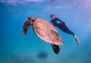 big turtle 