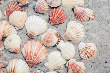 Seashells on the sand, summer beach background, travel concept .
