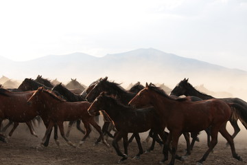 man on horseback ( life style)