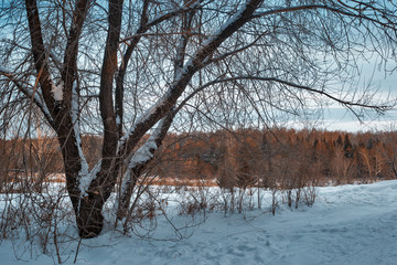 evening landscape in winter