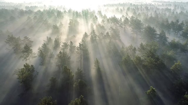 Aerial shot of beautiful summer misty forest in the morning. Flying over pine trees with sunrays at sunrise. 4K UHD