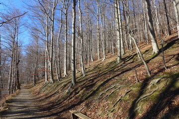 Wanderweg im Harz bei Wernigerode