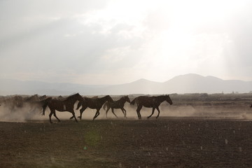 Obraz premium wild horses and cowboys.kayseri turkey