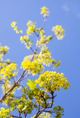 Blooming branches of the maple tree