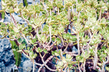 plant near amphitheater in Acitrezza, Catania, Sicily, Italy.