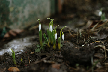  first spring flowers