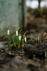  first spring flowers