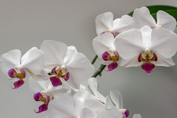 Macro of branch white orchid flower Phalaenopsis 'Pandora', known as the Moth Orchid or Phal. Flower on the grey background with green leaves. Selective focus on foreground