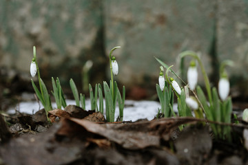  first spring flowers