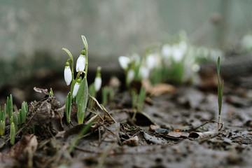  first spring flowers