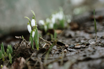  first spring flowers