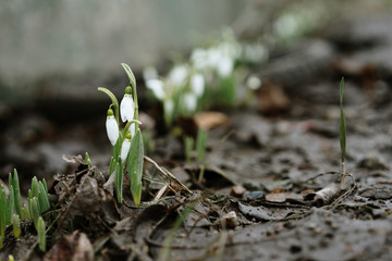  first spring flowers