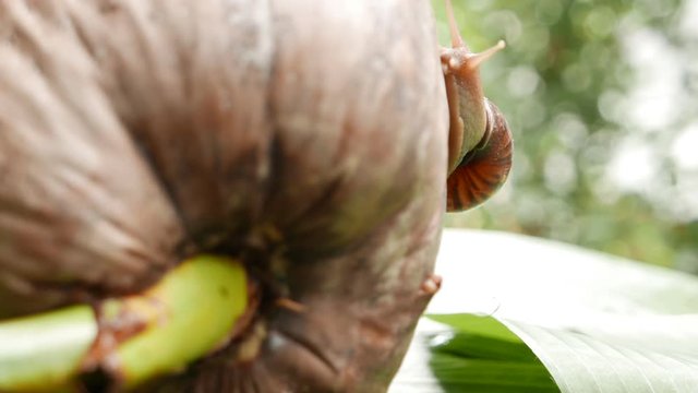 a snail is crawling in circles on a dry coconut, a snail is crawling on a yellow ball, two snails are crawling on a palm tree leaf.