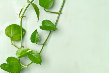 A branch of potho plant on a green wooden background