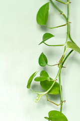 A branch of potho plant on a green wooden background