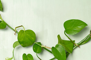 A branch of potho plant on a green wooden background
