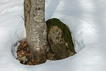 natural beech forest in winter in the Carpathian. natural beech forest in the winter view from the middle