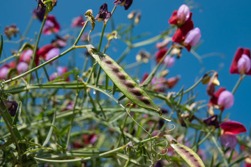 Crimson Pea Fruit in Winter
