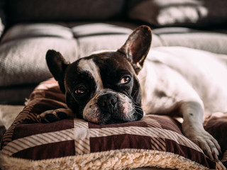 liegende französische Bulldogge