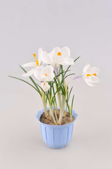 Tiny white crocus flowers with orange centres in pot