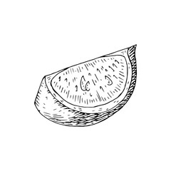 Citrus fruit orange, lime, lemon, mandarin, bergamot slices, half, cut isolated on white background. Hand drawn food illustration. Sketch vintage objects for label, icon, packaging.