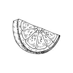 Citrus fruit orange, lime, lemon, mandarin, bergamot slices, half, cut isolated on white background. Hand drawn food illustration. Sketch vintage objects for label, icon, packaging.