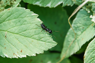 Eastern Black Carpenter Ant on Leaf in Summer