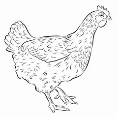 illustration of hen, vector draw