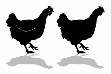 silhouette of hen, vector draw