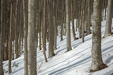 Fototapeta premium natural beech forest in winter in the Carpathian. natural beech forest in the winter view from the middle