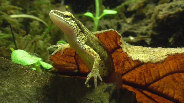 Fadenmolch (Lissotriton helveticus), Palmate newt
