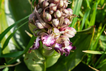 Giant Orchid Flowers in Bloom in Winter