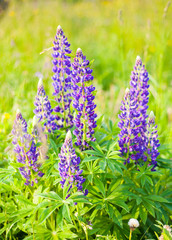 Wild-growing flowers of a lupine in the field in the sunset sun