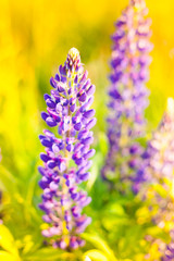 Wild-growing flowers of a lupine in the field in the sunset sun