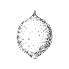 Citrus fruit orange, lime, lemon, mandarin, bergamot  isolated on white background. Hand drawn food illustration. Sketch vintage objects for label, icon, packaging.