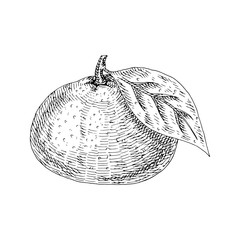 Citrus fruit mandarin isolated on white background. Hand drawn food illustration. Sketch vintage objects for label, icon, packaging.