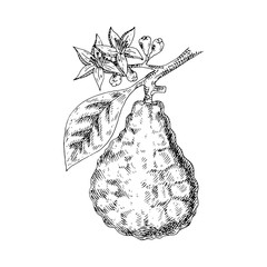 Citrus fruit bergamot isolated on white background. Hand drawn food illustration. Sketch vintage objects for label, icon, packaging.