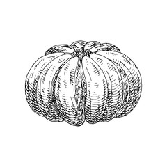 Citrus fruit mandarin isolated on white background. Hand drawn food illustration. Sketch vintage objects for label, icon, packaging.