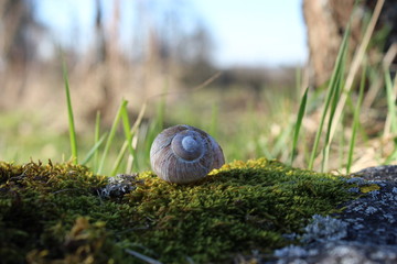 snail