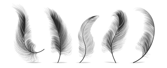 Black Feathers Set Vector. Feather Bird, Soft Plume Design. Isolated Illustration © PikePicture