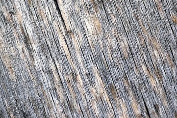 Wood texture. Background old panels