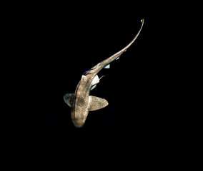 leopard shark