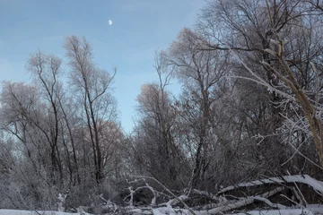 Foto auf Leinwand Moon in the forest © Sotnikov_EM