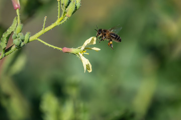 Honeybee Flying to Wild Radish Flower in Winter
