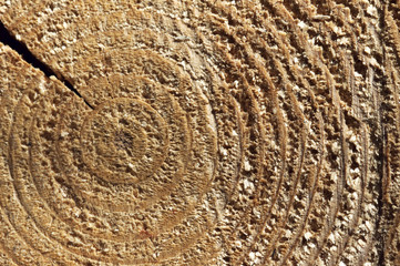 Wood cedar circle texture slice background.