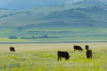 Grass-fed cows on the meadows of Montana ranch, USA